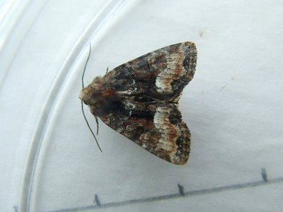 Rufous Minor